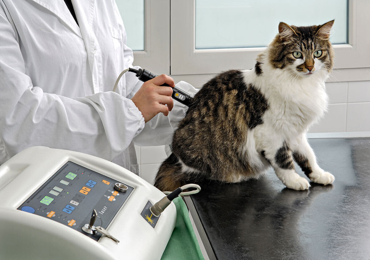 Your-pet’s-ultrasound