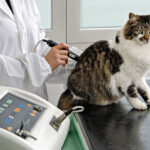 Your pet’s ultrasound …What to expect and how to prepare…