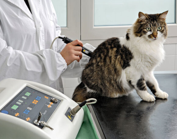 Your-pet’s-ultrasound