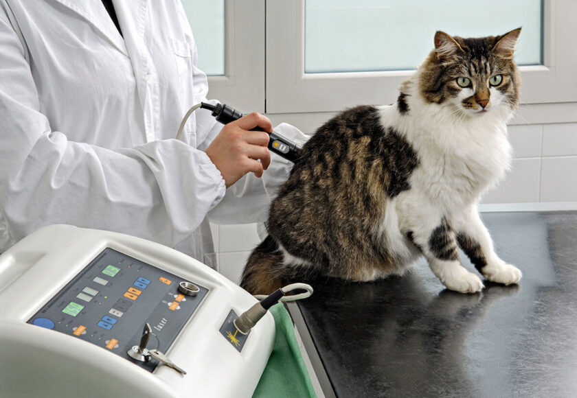 Your-pet’s-ultrasound